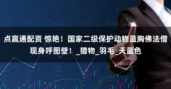 点赢通配资 惊艳！国家二级保护动物蓝胸佛法僧现身呼图壁！_猎物_羽毛_天蓝色