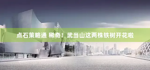 点石策略通 稀奇！武当山这两株铁树开花啦